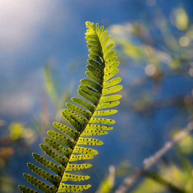 Close-up of sunlit fern frond symbolizing growth and divine love